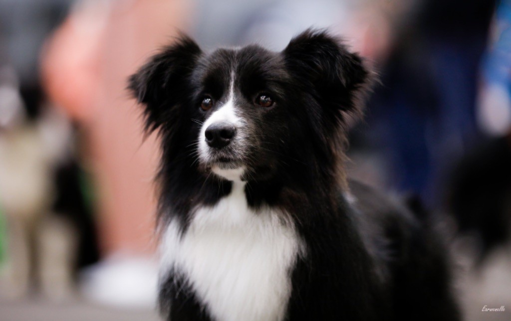 vital pet Dark born to win