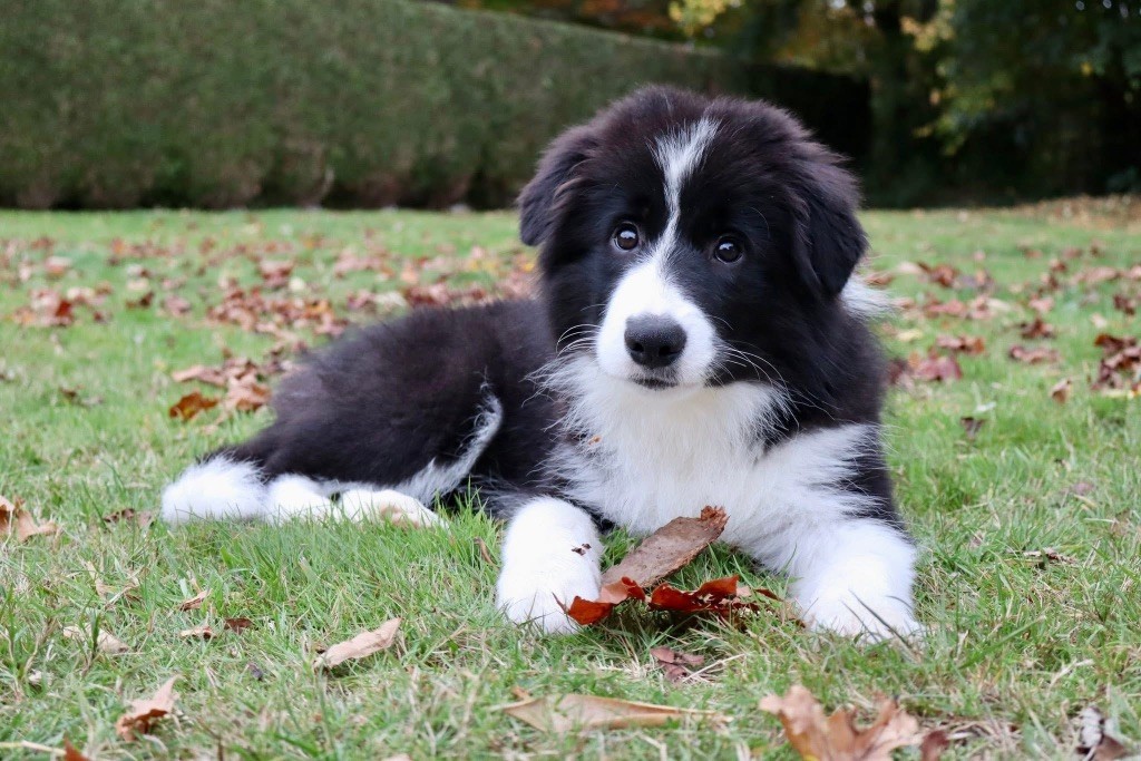 Adélindra Du Domaine de Singhara