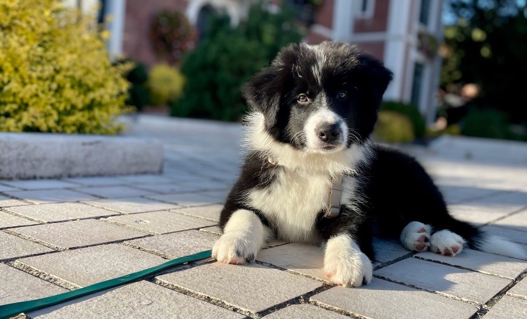 Archibald Du Domaine de Singhara