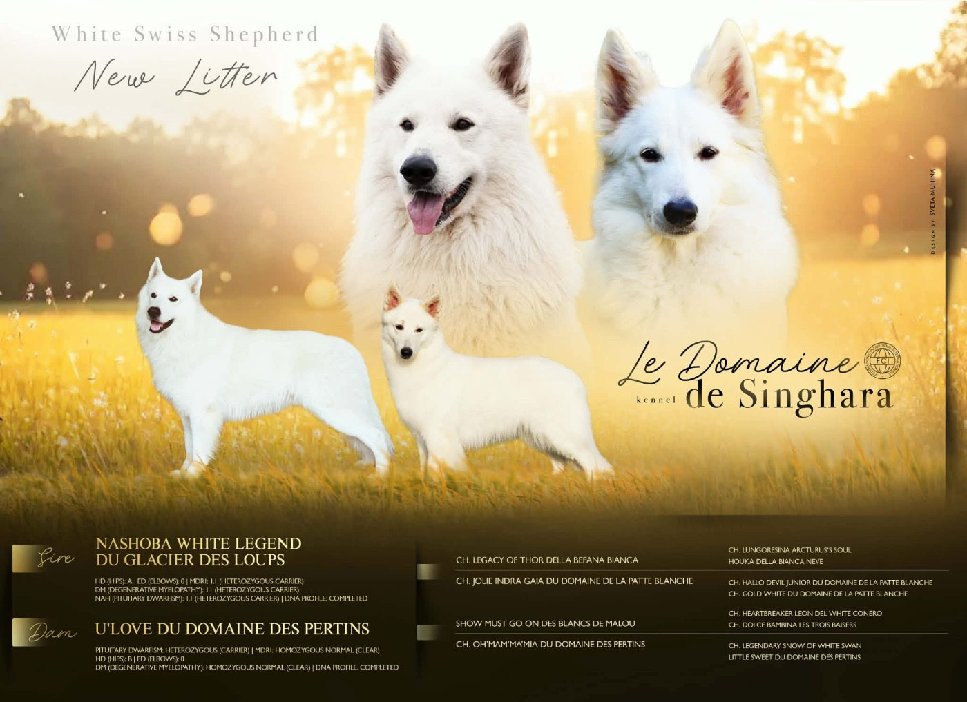 Chiots du Domaine de Singhara - Notre toute première portée de berger blanc suisse