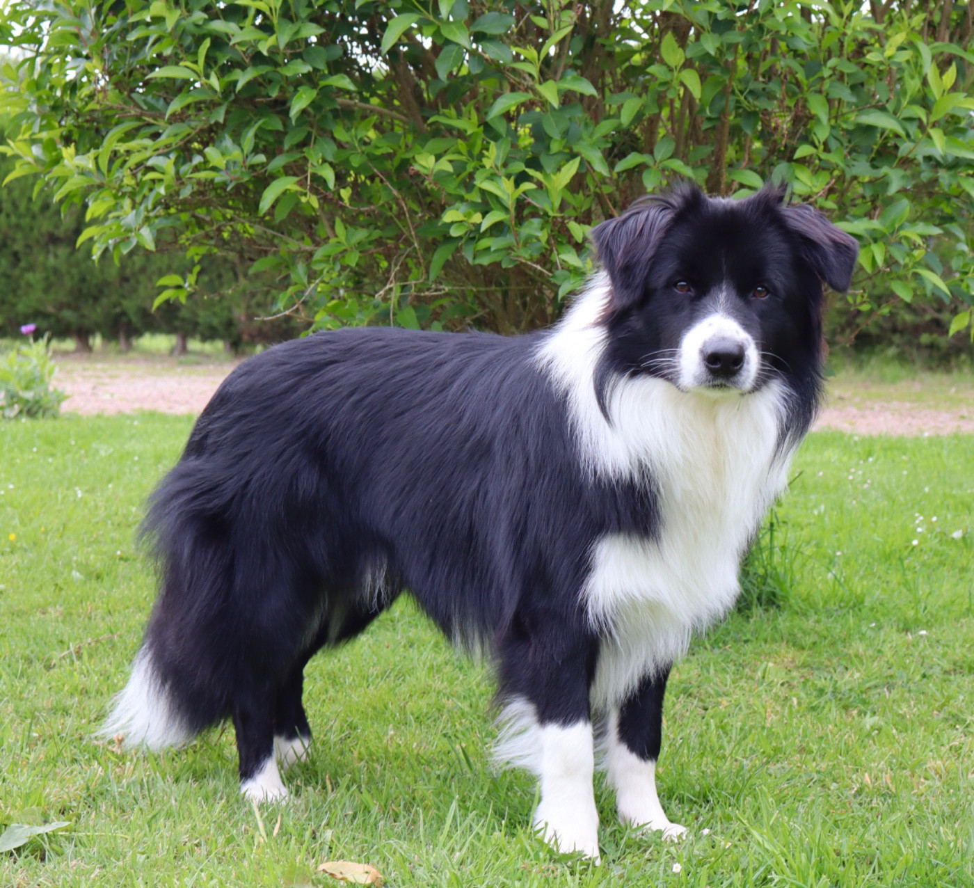 Du Domaine de Singhara - Chiots disponibles - Border Collie