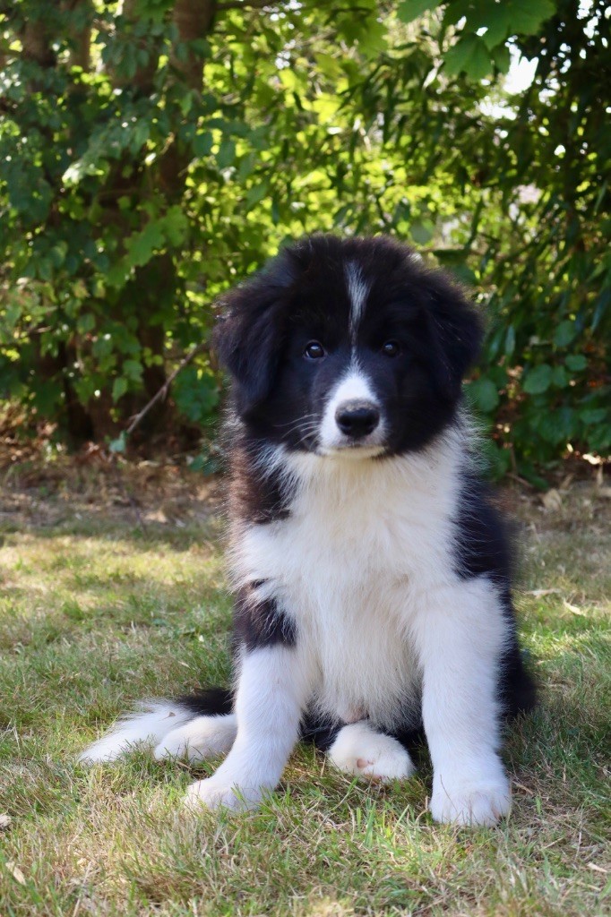 Du Domaine de Singhara - Border Collie - Portée née le 23/06/2025
